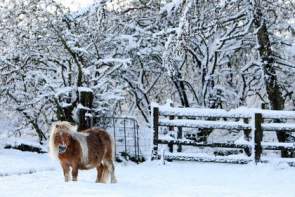 Brian e la prima neve